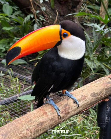 Três Fronteiras, um só encontro. 